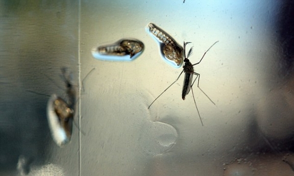 Công nghệ muỗi biến đổi gen – Vũ khí đắc lực chống lại virus Zika
